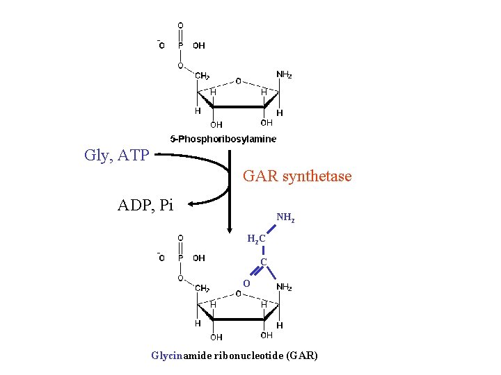 Gly, ATP GAR synthetase ADP, Pi NH 2 H 2 C C O Glycinamide