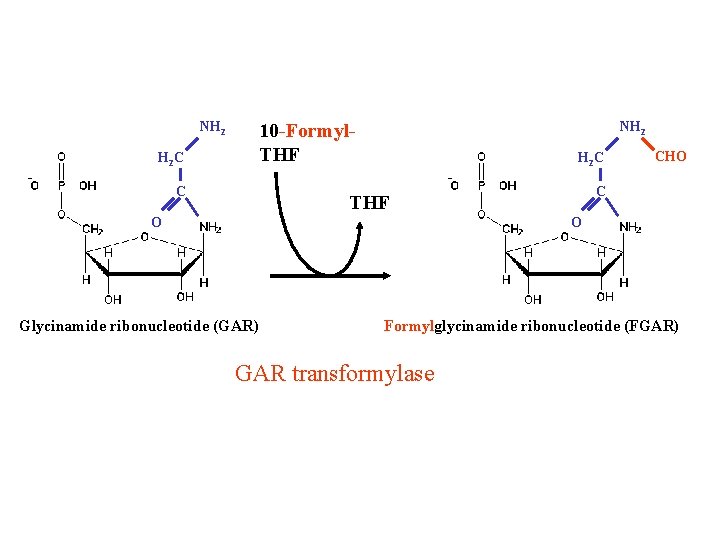 NH 2 10 -Formyl. THF H 2 C C THF O CHO O Glycinamide