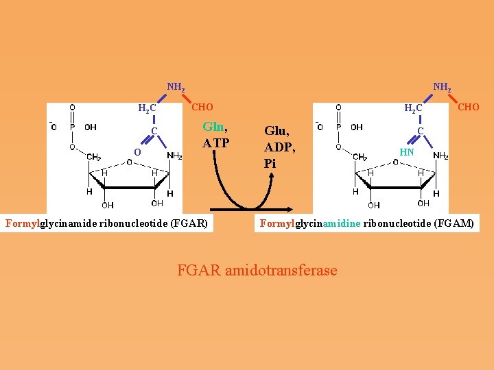 NH 2 H 2 C C O NH 2 CHO Gln, ATP Formylglycinamide ribonucleotide