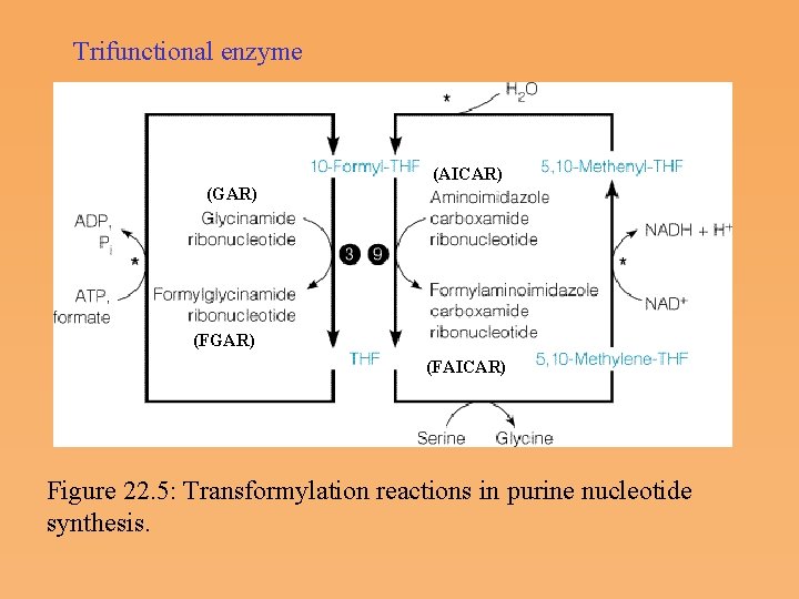Trifunctional enzyme (AICAR) (GAR) (FAICAR) Figure 22. 5: Transformylation reactions in purine nucleotide synthesis.