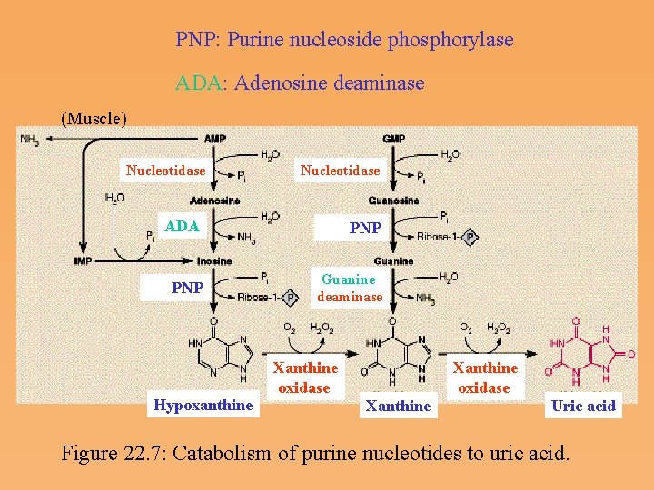 PNP: Purine nucleoside phosphorylase ADA: Adenosine deaminase (Muscle) Nucleotidase ADA PNP Guanine deaminase Hypoxanthine