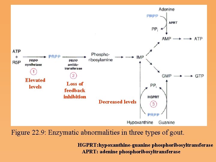 Elevated levels Loss of feedback inhibition Decreased levels Figure 22. 9: Enzymatic abnormalities in