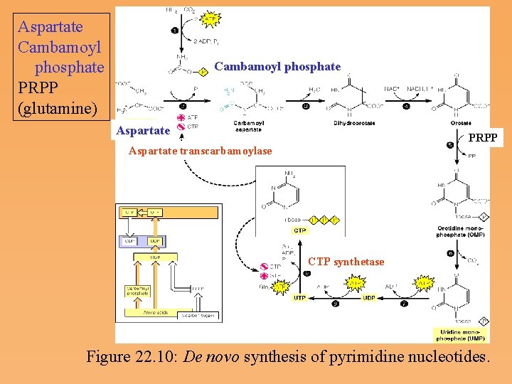 Aspartate Cambamoyl phosphate PRPP (glutamine) Cambamoyl phosphate Aspartate PRPP Aspartate transcarbamoylase CTP synthetase Figure