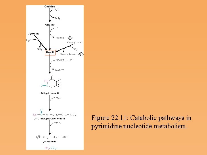 Figure 22. 11: Catabolic pathways in pyrimidine nucleotide metabolism. 