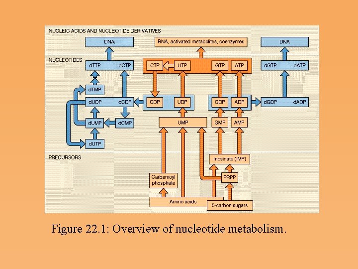 Figure 22. 1: Overview of nucleotide metabolism. 