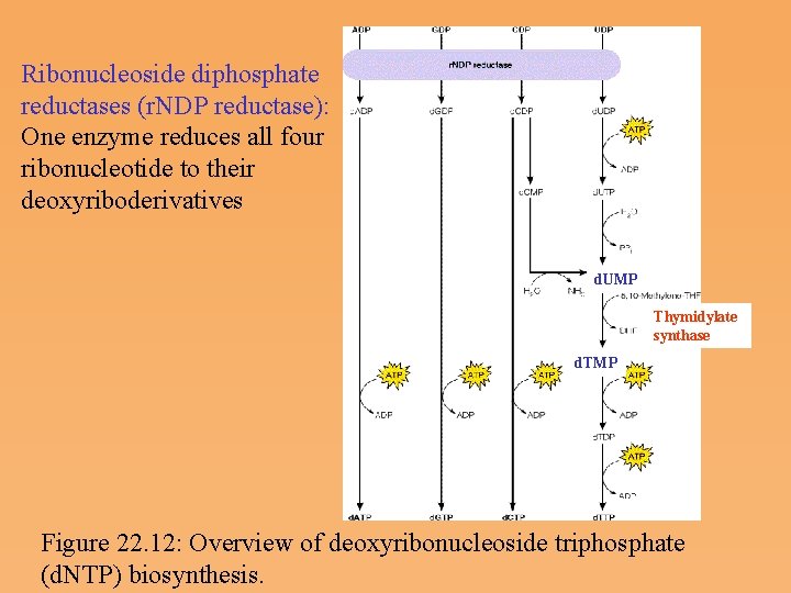 Ribonucleoside diphosphate reductases (r. NDP reductase): One enzyme reduces all four ribonucleotide to their