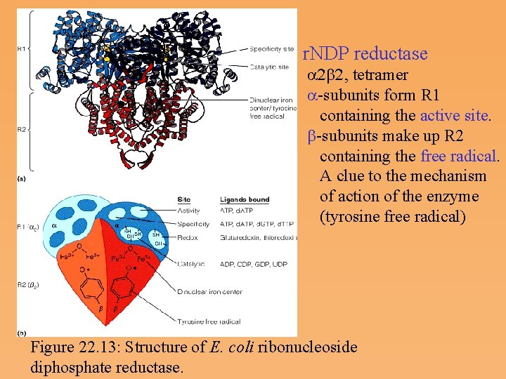 r. NDP reductase a 2 b 2, tetramer a subunits form R 1 containing