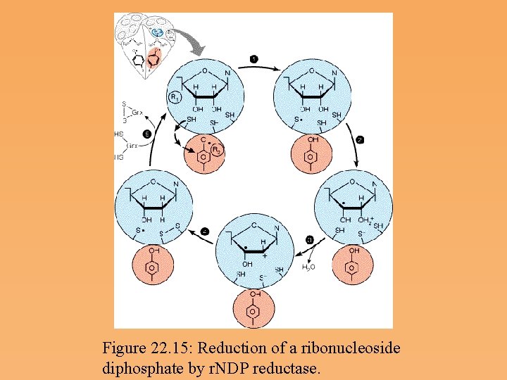 Figure 22. 15: Reduction of a ribonucleoside diphosphate by r. NDP reductase. 