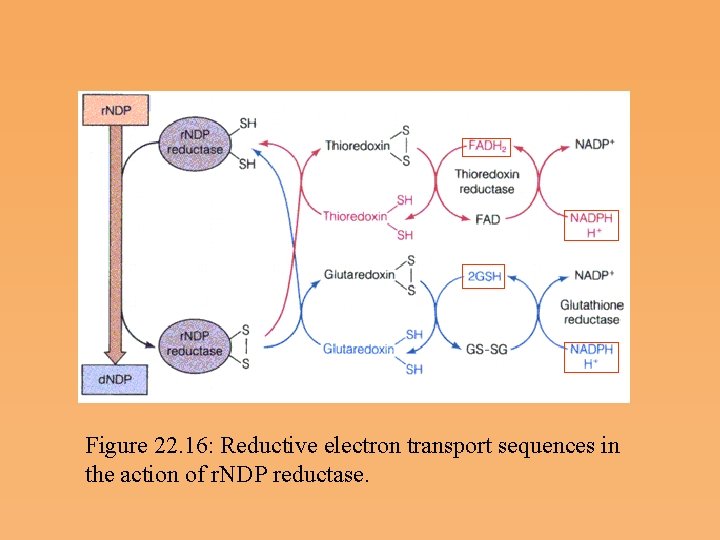 Figure 22. 16: Reductive electron transport sequences in the action of r. NDP reductase.