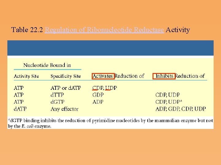 Table 22. 2 Regulation of Ribonucleotide Reductase Activity 