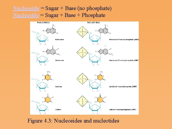 Nucleoside = Sugar + Base (no phosphate) Nucleotide = Sugar + Base + Phosphate