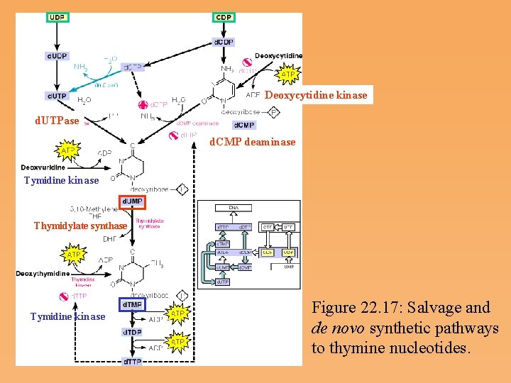 Deoxycytidine kinase d. UTPase d. CMP deaminase Tymidine kinase Thymidylate synthase Tymidine kinase Figure