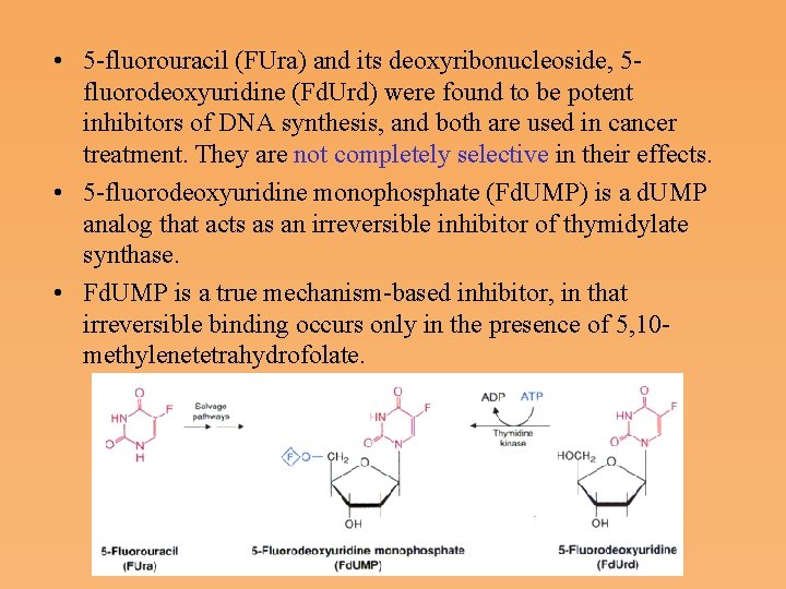  • 5 fluorouracil (FUra) and its deoxyribonucleoside, 5 fluorodeoxyuridine (Fd. Urd) were found