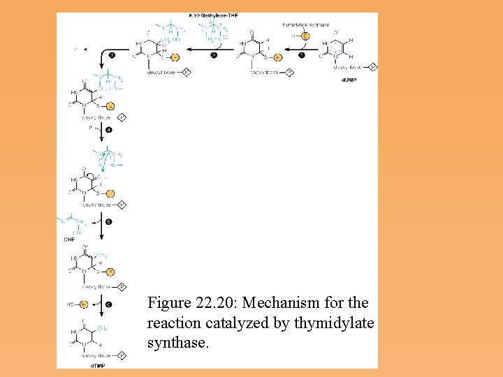 Figure 22. 20: Mechanism for the reaction catalyzed by thymidylate synthase. 