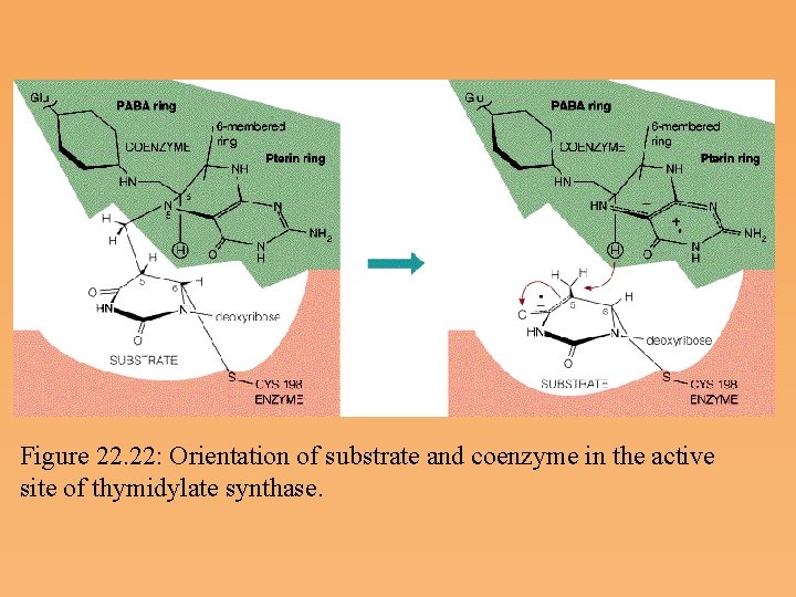 Figure 22. 22: Orientation of substrate and coenzyme in the active site of thymidylate