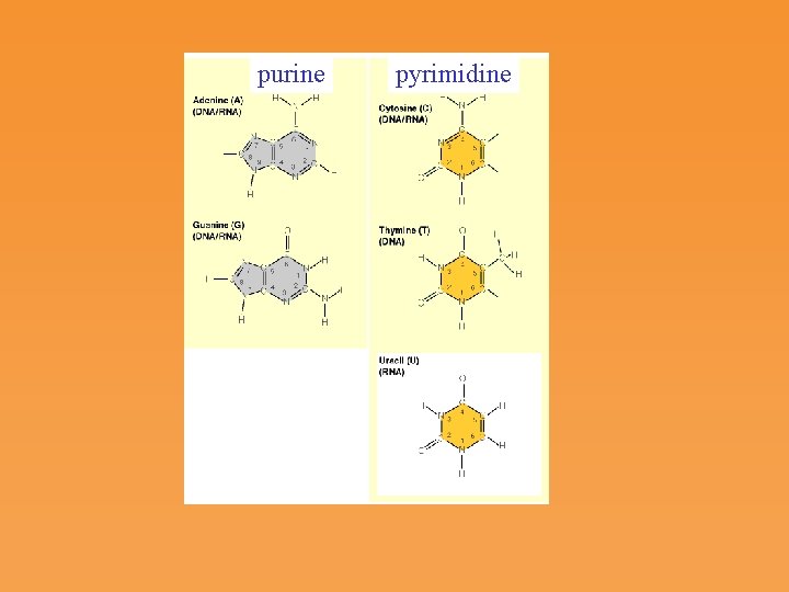 purine pyrimidine 