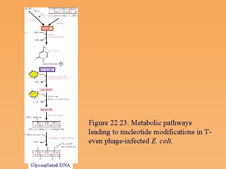 Figure 22. 23: Metabolic pathways leading to nucleotide modifications in T even phage infected
