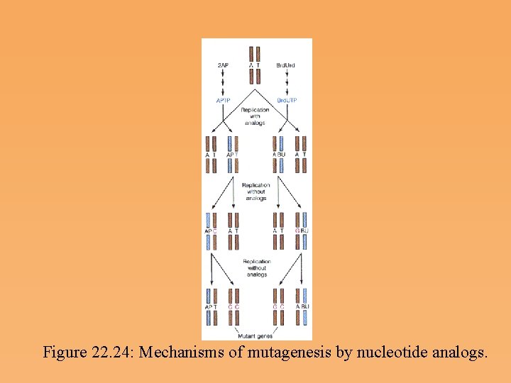 Figure 22. 24: Mechanisms of mutagenesis by nucleotide analogs. 