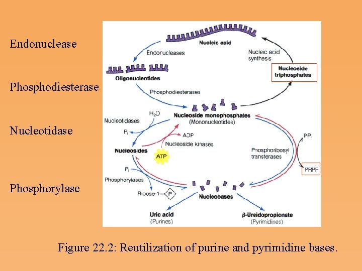 Endonuclease Phosphodiesterase Nucleotidase Phosphorylase Figure 22. 2: Reutilization of purine and pyrimidine bases. 