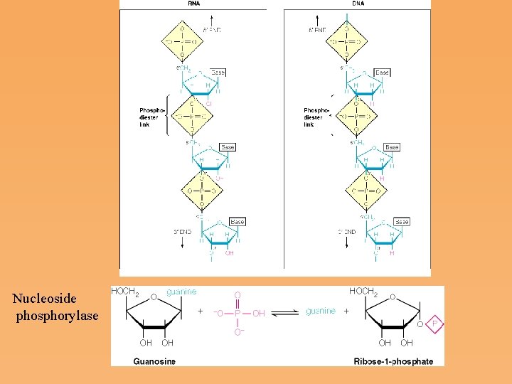 Nucleoside phosphorylase 