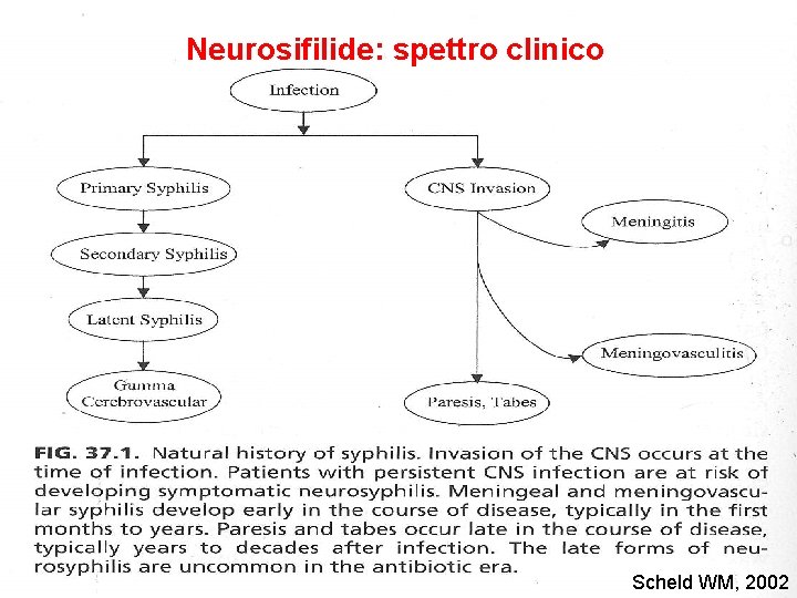 Neurosifilide: spettro clinico Scheld WM, 2002 