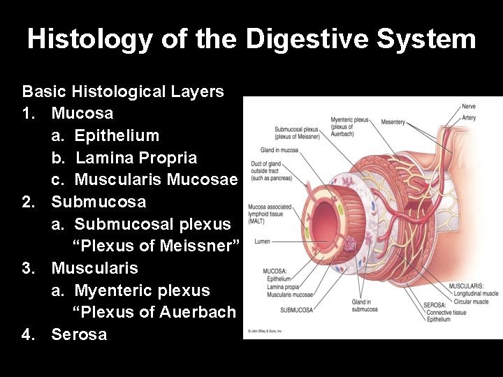 Histology of the Digestive System Basic Histological Layers 1. Mucosa a. Epithelium b. Lamina