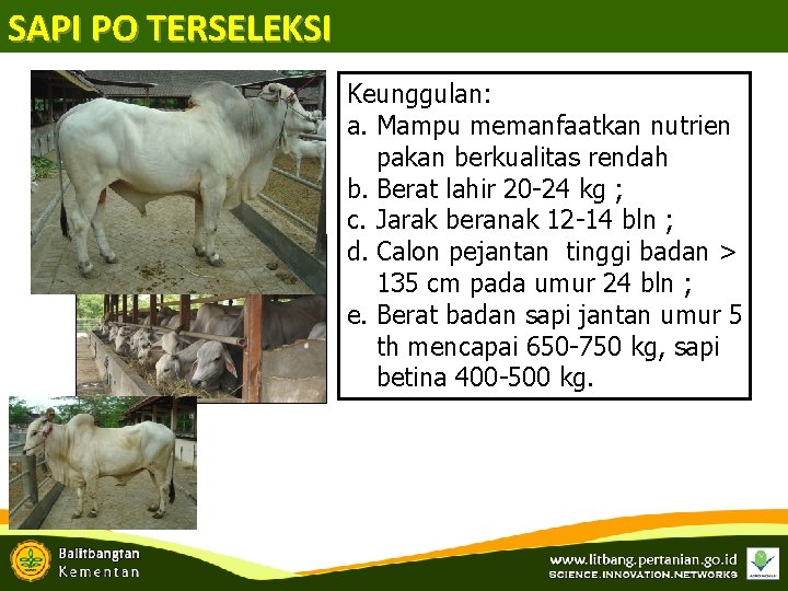 SAPI PO TERSELEKSI Keunggulan: a. Mampu memanfaatkan nutrien pakan berkualitas rendah b. Berat lahir