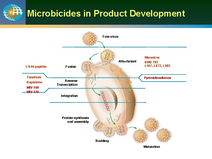 Microbicides in Product Development Free virus Attachment L’ 644 peptide Fusion Tenofovir Dapivirine MIV-150