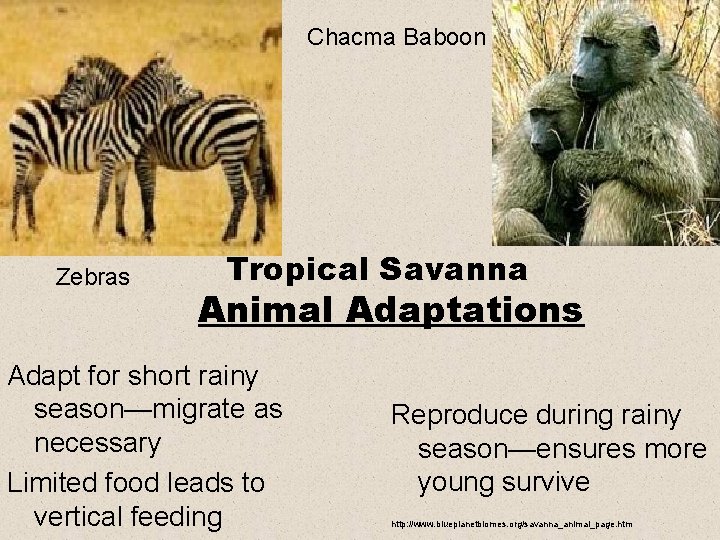 Chacma Baboon Zebras Tropical Savanna Animal Adaptations Adapt for short rainy season—migrate as necessary