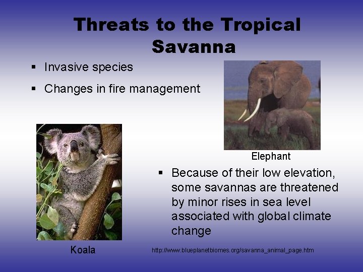 Threats to the Tropical Savanna § Invasive species § Changes in fire management Elephant