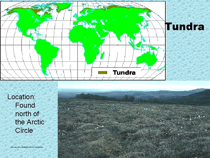 Tundra Location: Found north of the Arctic Circle http: //www. runet. edu/~swoodwar/CLASSES/GEOG 235/biomes/tundra. html