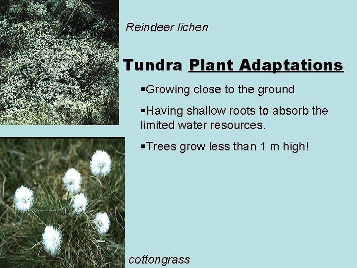 Reindeer lichen Tundra Plant Adaptations §Growing close to the ground §Having shallow roots to