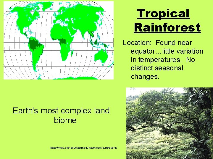 Tropical Rainforest Location: Found near equator…little variation in temperatures. No distinct seasonal changes. Earth's