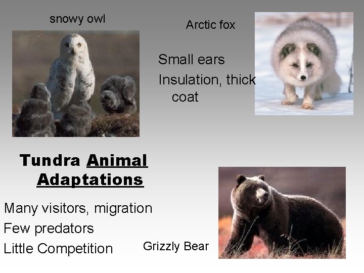snowy owl Arctic fox Small ears Insulation, thick coat Tundra Animal Adaptations Many visitors,