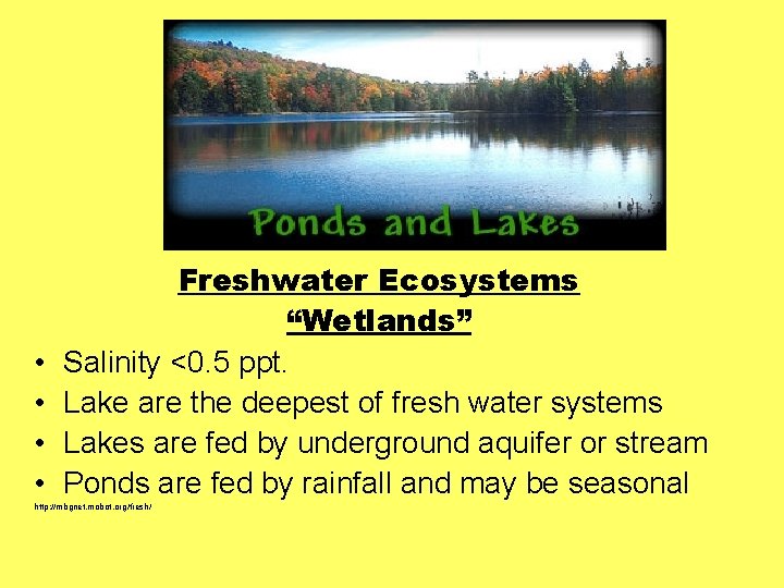  • • Freshwater Ecosystems “Wetlands” Salinity <0. 5 ppt. Lake are the deepest