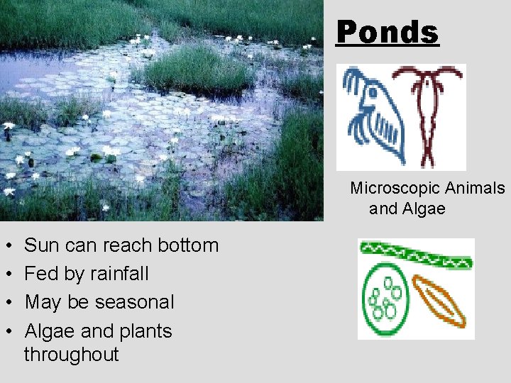 Ponds Microscopic Animals and Algae • • Sun can reach bottom Fed by rainfall