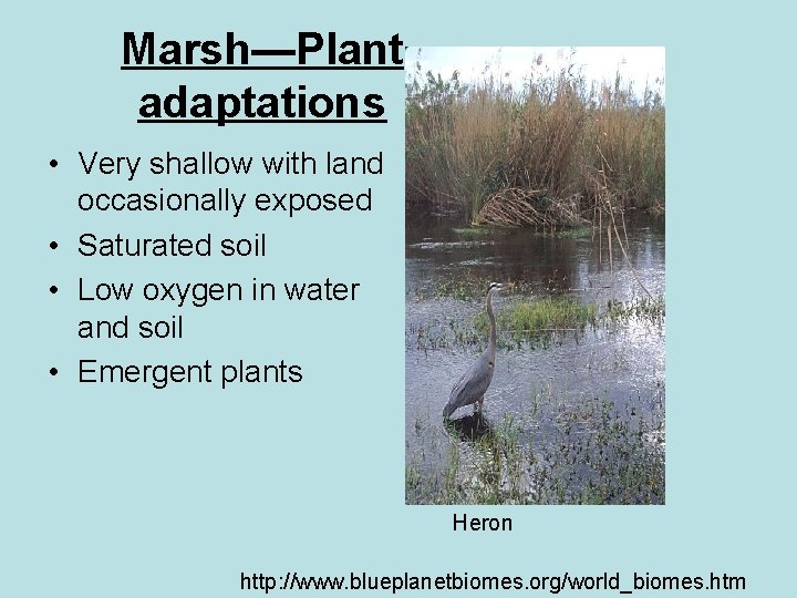 Marsh—Plant adaptations • Very shallow with land occasionally exposed • Saturated soil • Low