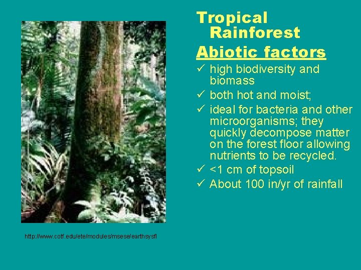 Tropical Rainforest Abiotic factors ü high biodiversity and biomass ü both hot and moist;