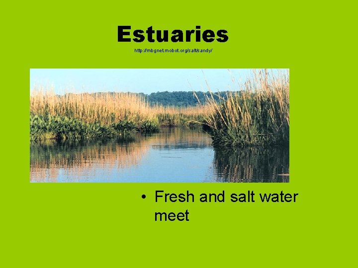Estuaries http: //mbgnet. mobot. org/salt/sandy/ • Fresh and salt water meet 