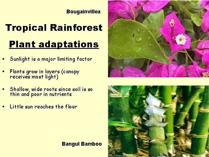 Bougainvillea Tropical Rainforest Plant adaptations § Sunlight is a major limiting factor § Plants