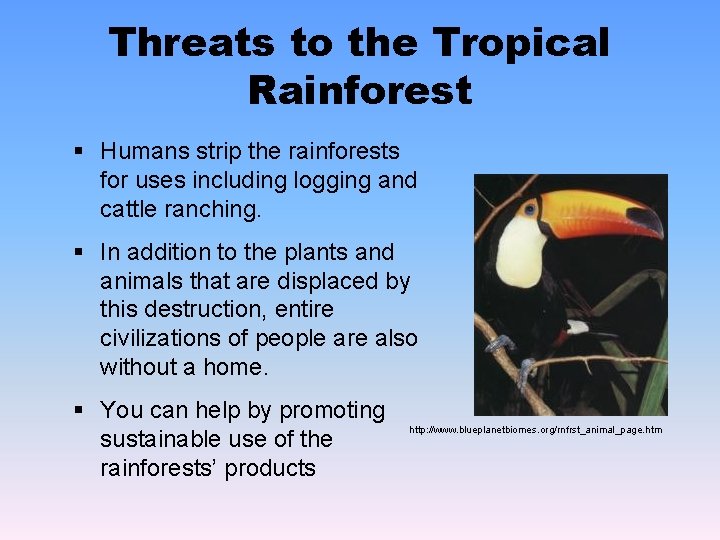 Threats to the Tropical Rainforest § Humans strip the rainforests for uses including logging