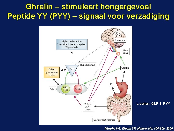 Ghrelin – stimuleert hongergevoel Peptide YY (PYY) – signaal voor verzadiging L-cellen: GLP-1, PYY