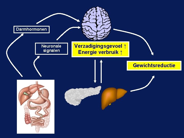 Darmhormonen Neuronale signalen Verzadigingsgevoel ↑ Energie verbruik ↑ Gewichtsreductie 