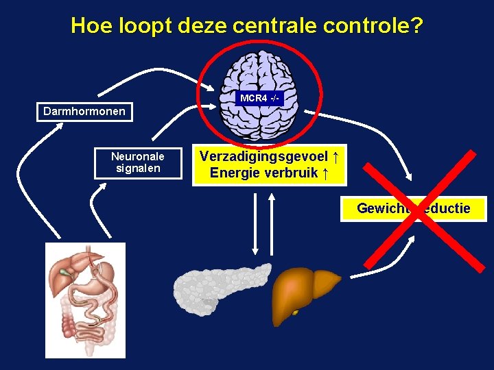 Hoe loopt deze centrale controle? MCR 4 -/- Darmhormonen Neuronale signalen Verzadigingsgevoel ↑ Energie