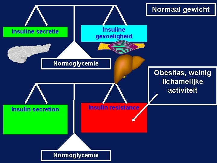 Normaal gewicht Insuline secretie Insuline gevoeligheid Normoglycemie Obesitas, weinig lichamelijke activiteit Insulin secretion Insulin