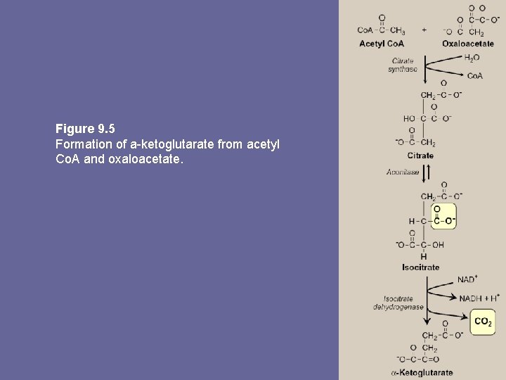 Figure 9. 5 Formation of a-ketoglutarate from acetyl Co. A and oxaloacetate. 