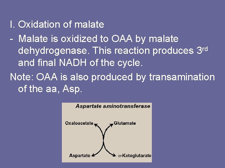 I. Oxidation of malate - Malate is oxidized to OAA by malate dehydrogenase. This