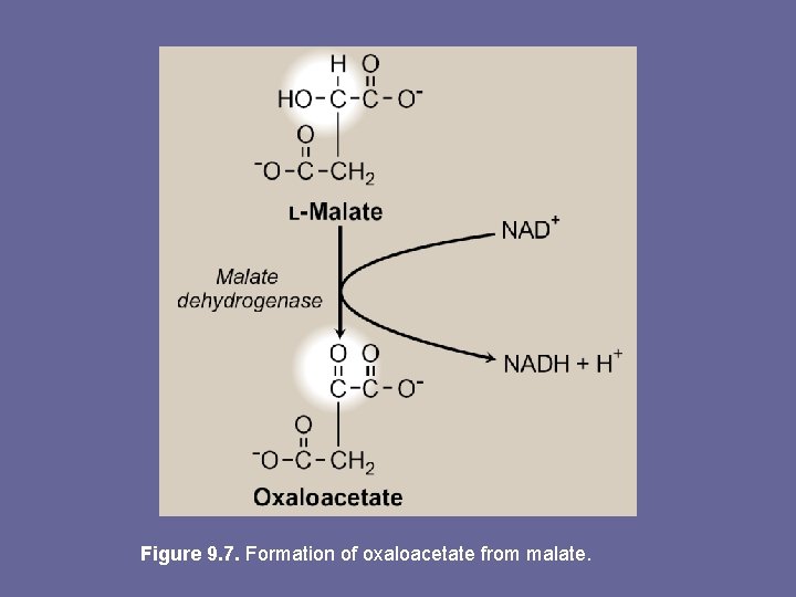 Figure 9. 7. Formation of oxaloacetate from malate. 