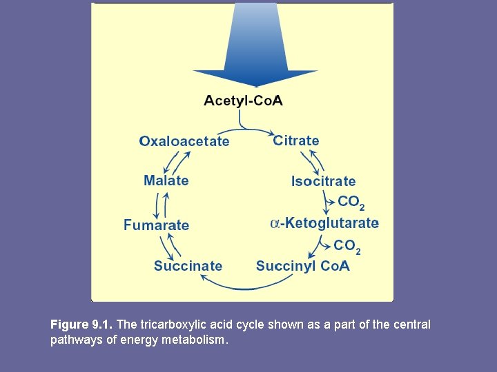 Figure 9. 1. The tricarboxylic acid cycle shown as a part of the central