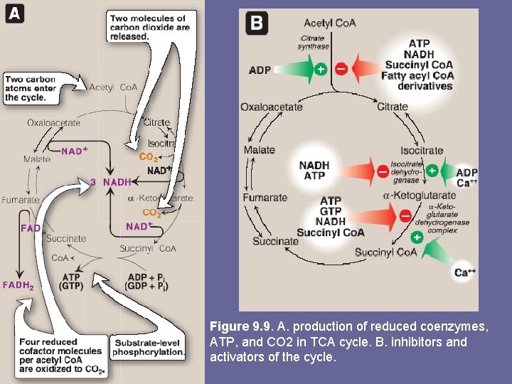 Figure 9. 9. A. production of reduced coenzymes, ATP, and CO 2 in TCA